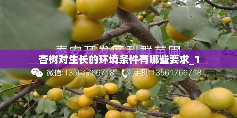 杏树对生长的环境条件有哪些要求_1