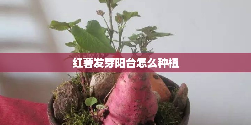 红薯发芽阳台怎么种植