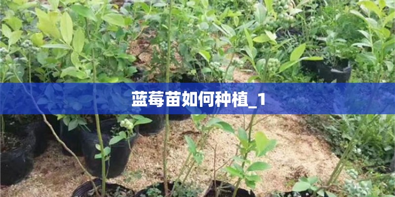 蓝莓苗如何种植_1
