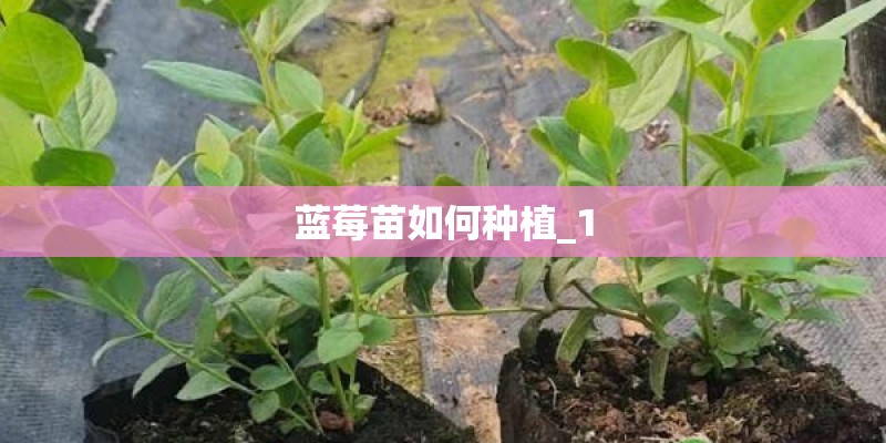 蓝莓苗如何种植_1