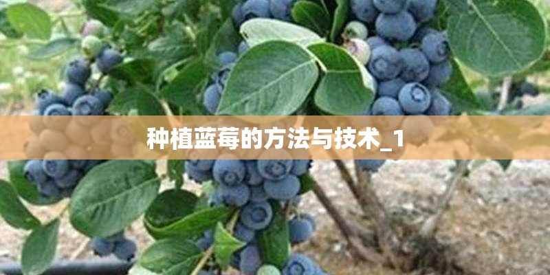 种植蓝莓的方法与技术_1