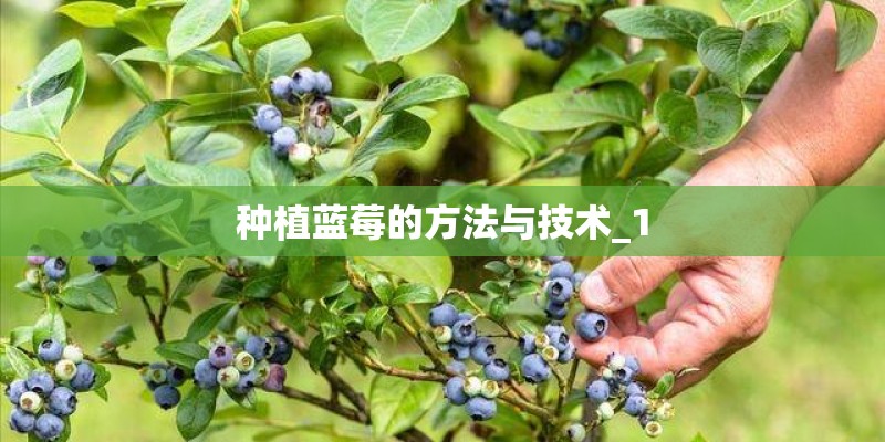 种植蓝莓的方法与技术_1