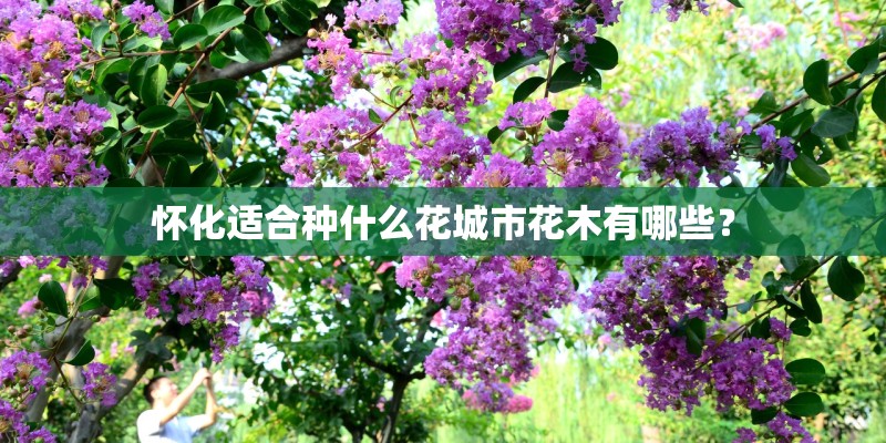 怀化适合种什么花城市花木有哪些？