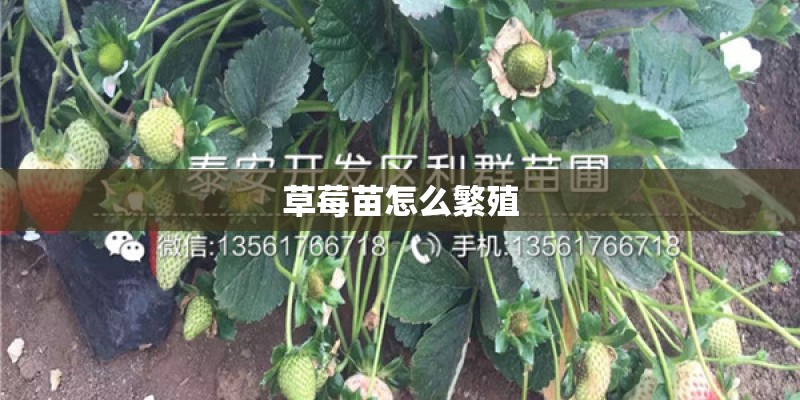 谷子怎样种植才能丰产？
