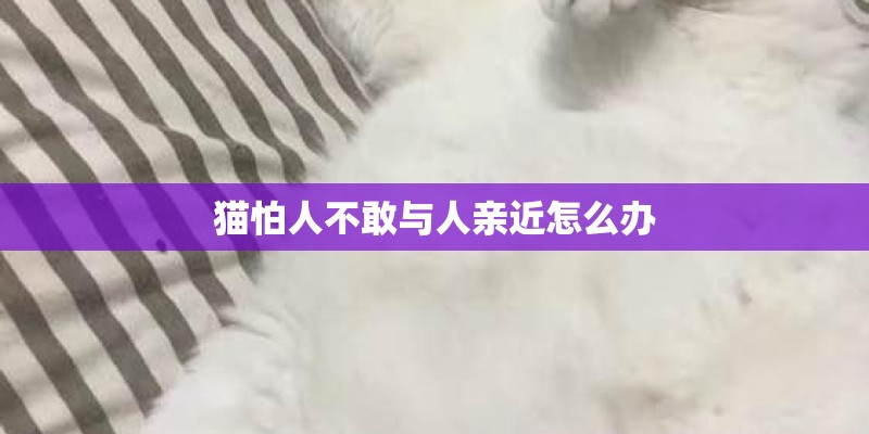 猫怕人不敢与人亲近怎么办