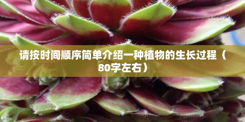 请按时间顺序简单介绍一种植物的生长过程（80字左右）