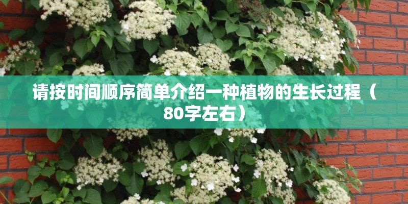 请按时间顺序简单介绍一种植物的生长过程（80字左右）