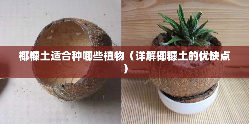 椰糠土适合种哪些植物（详解椰糠土的优缺点）