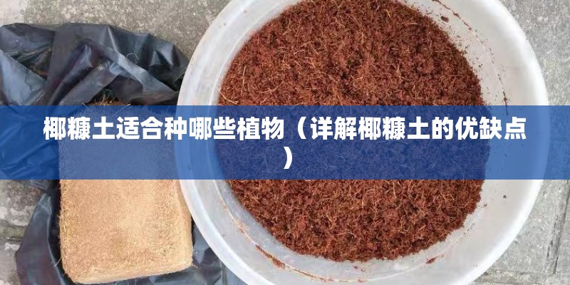 椰糠土适合种哪些植物（详解椰糠土的优缺点）