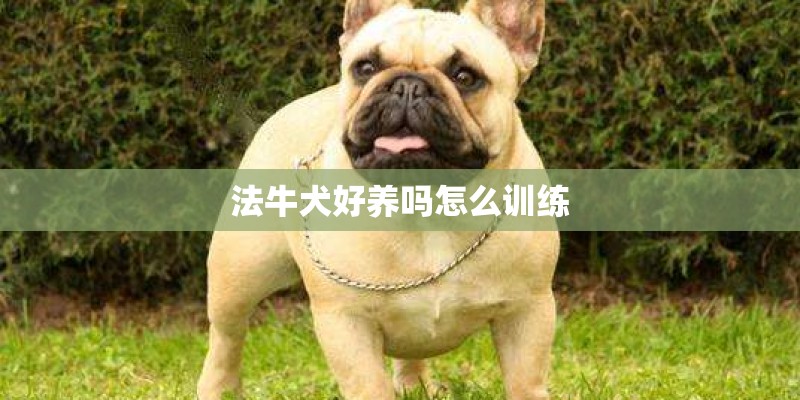 法牛犬好养吗怎么训练