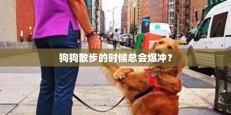 狗狗散步的时候总会爆冲？