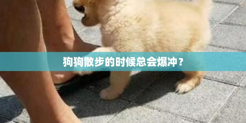 狗狗散步的时候总会爆冲？
