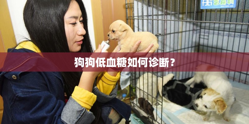 狗狗低血糖如何诊断？