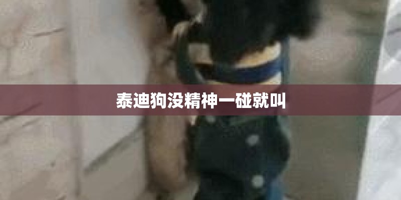 泰迪狗没精神一碰就叫