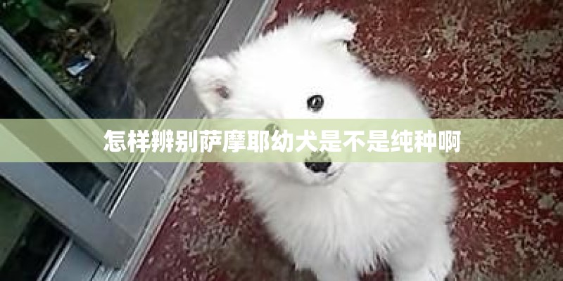 怎样辨别萨摩耶幼犬是不是纯种啊