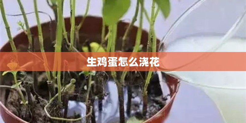 生鸡蛋怎么浇花