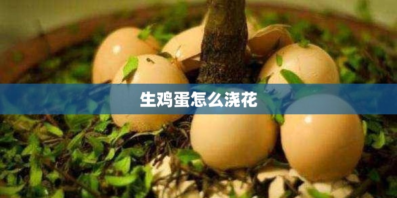 生鸡蛋怎么浇花
