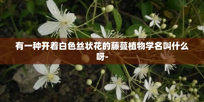 有一种开着白色丝状花的藤蔓植物学名叫什么呀-