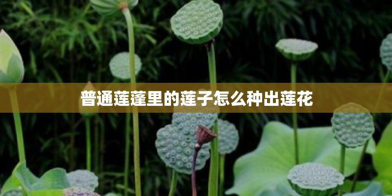 普通莲蓬里的莲子怎么种出莲花