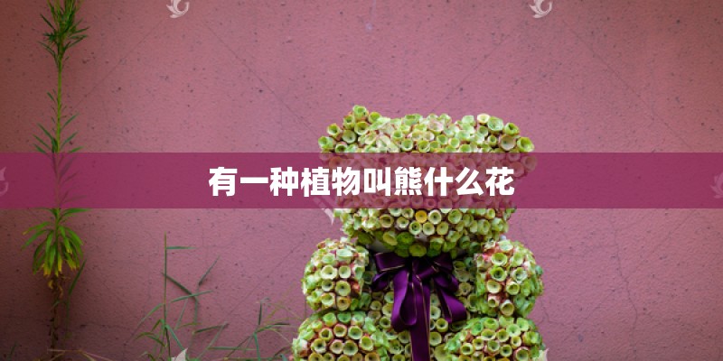 有一种植物叫熊什么花