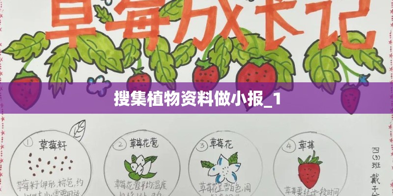 搜集植物资料做小报_1
