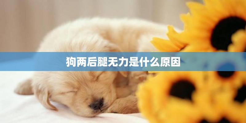狗两后腿无力是什么原因