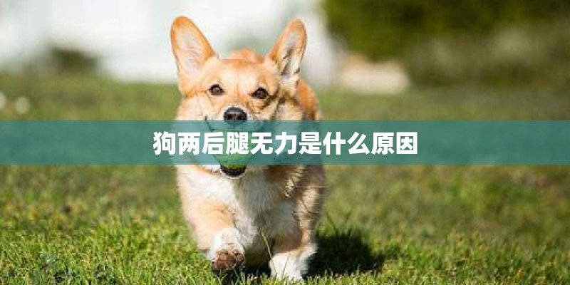 狗两后腿无力是什么原因