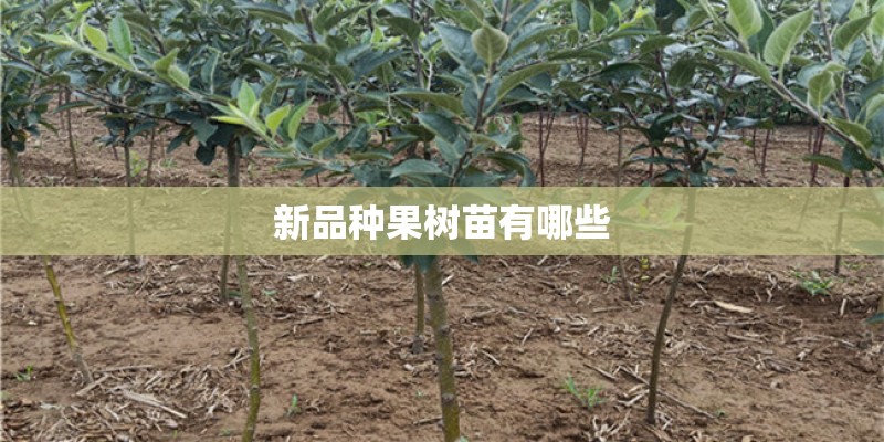 新品种果树苗有哪些