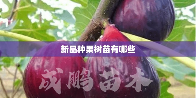 新品种果树苗有哪些