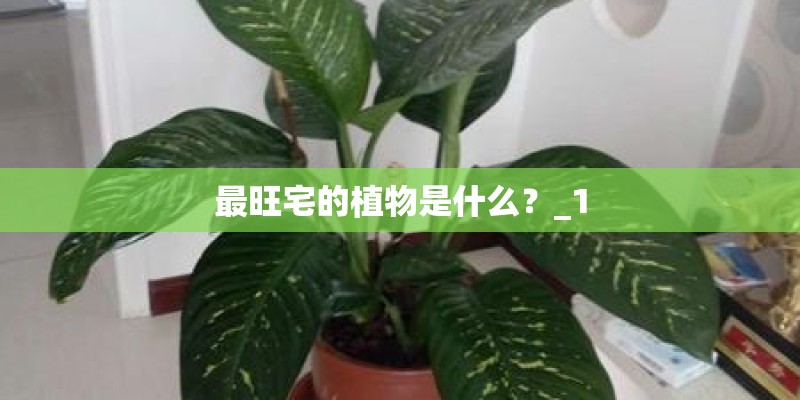 最旺宅的植物是什么？_1