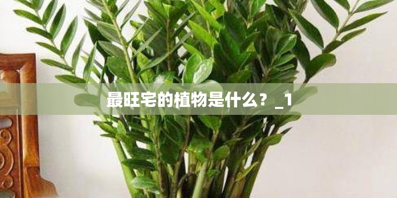 最旺宅的植物是什么？_1