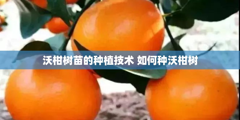 沃柑树苗的种植技术 如何种沃柑树