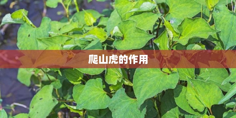 爬山虎的作用