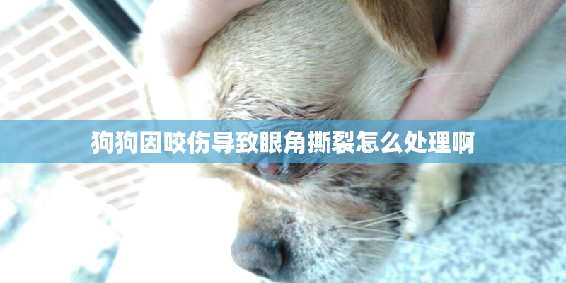 狗狗因咬伤导致眼角撕裂怎么处理啊