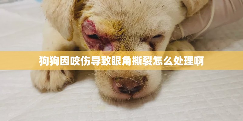狗狗因咬伤导致眼角撕裂怎么处理啊