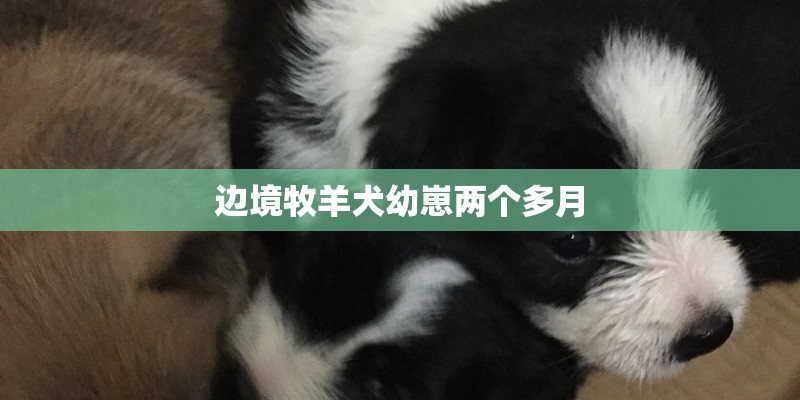 边境牧羊犬幼崽两个多月