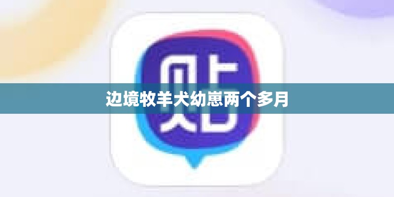 边境牧羊犬幼崽两个多月