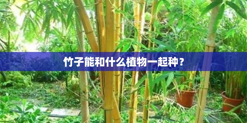 竹子能和什么植物一起种？