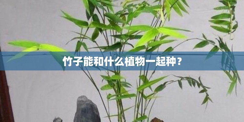竹子能和什么植物一起种？