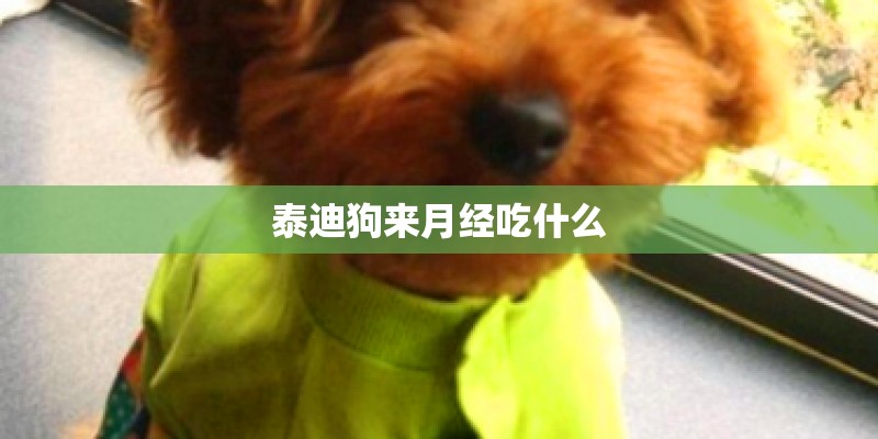 泰迪狗来月经吃什么