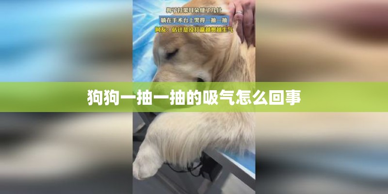 狗狗一抽一抽的吸气怎么回事