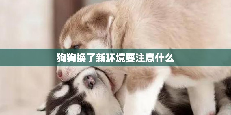 狗狗换了新环境要注意什么