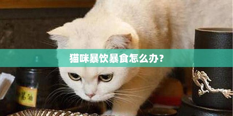 猫咪暴饮暴食怎么办？