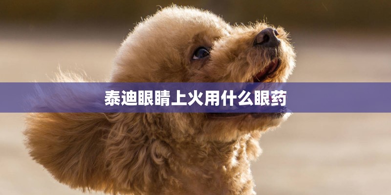 泰迪眼睛上火用什么眼药