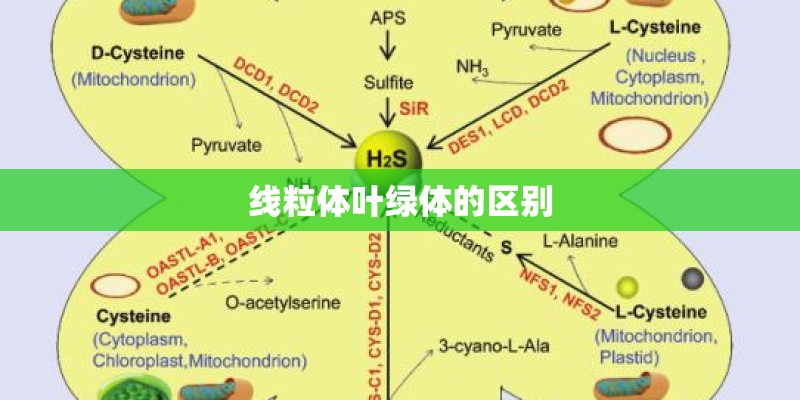 线粒体叶绿体的区别