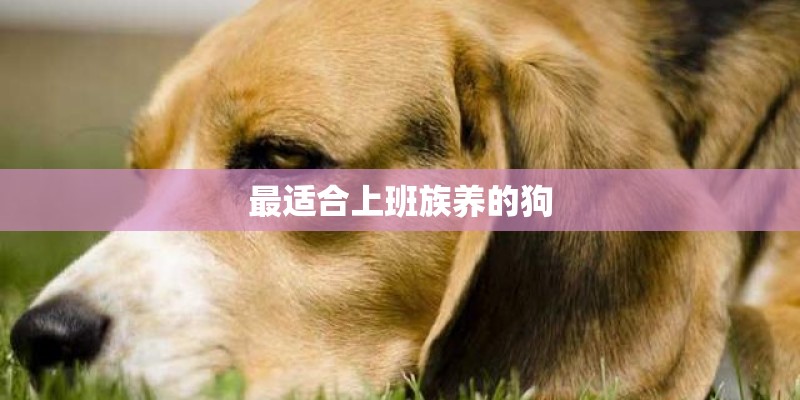 最适合上班族养的狗