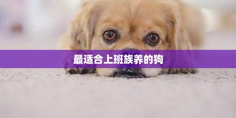 最适合上班族养的狗