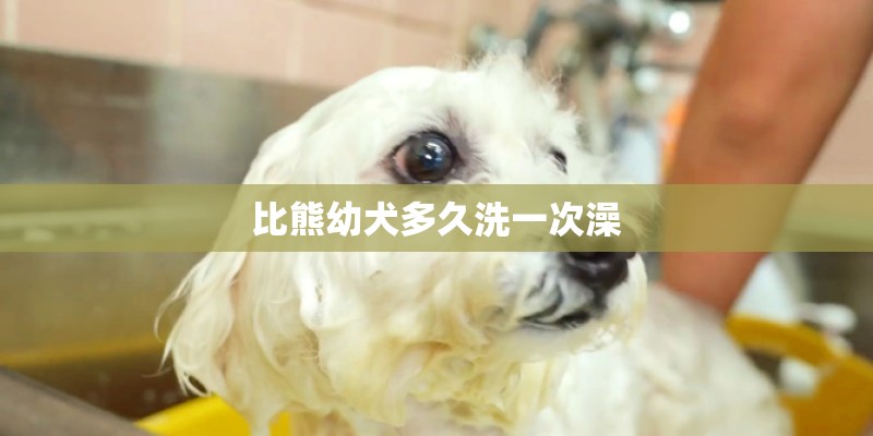 比熊幼犬多久洗一次澡