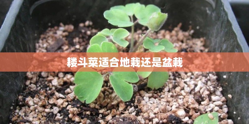 耧斗菜适合地栽还是盆栽