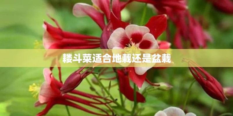 耧斗菜适合地栽还是盆栽